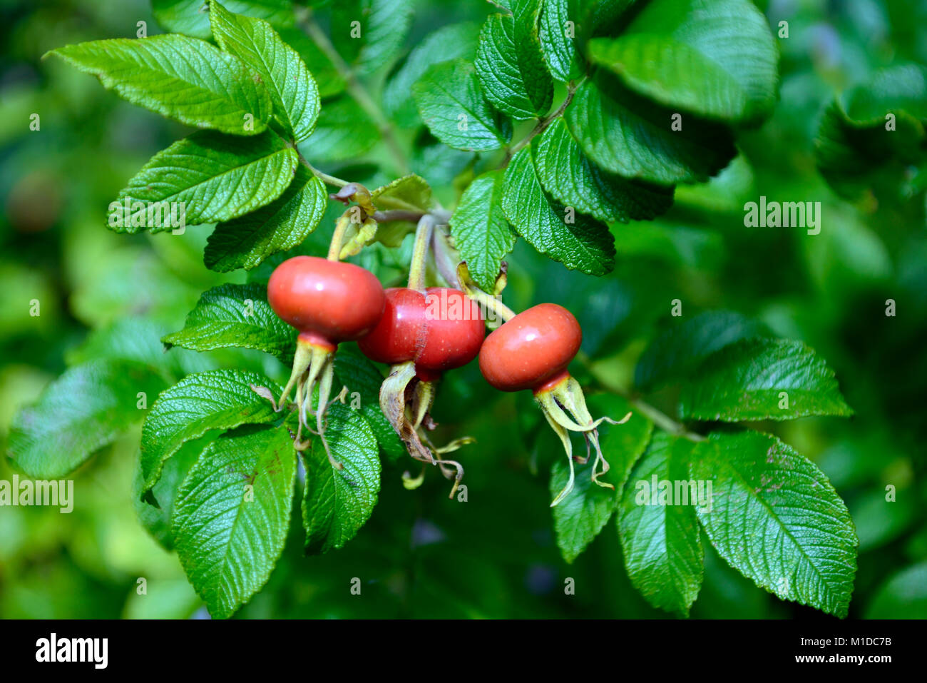 rose hip, rose hips,rose haw, rose hep,rosehips,accessory fruit,red,bright red,fruit,fruits,fruiting body,red,pollinated flower,pollinated flowers,gar Stock Photo