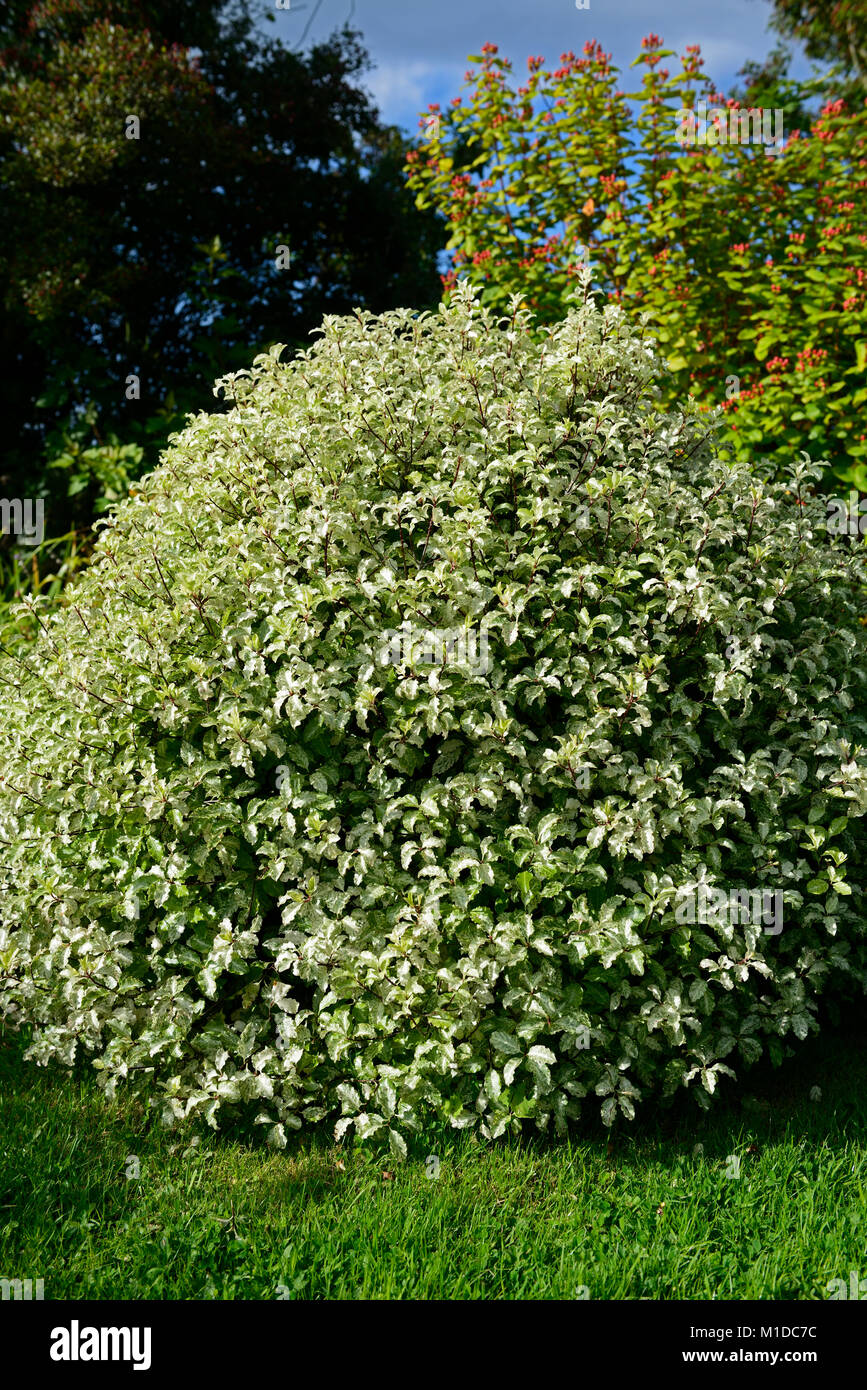 Pittosporum tenuifolium Silver Queen,tawhiwhi Silver Queen,rounded tree,evergreen,trees,leaves,foliage,garden,RM Floral Stock Photo