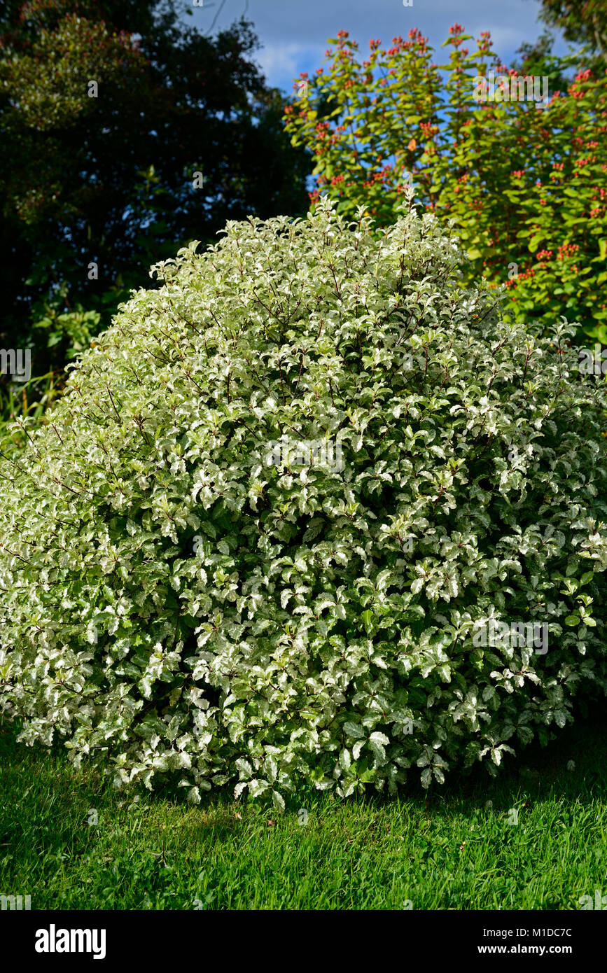 Pittosporum Tenuifolium Silver Queen Tawhiwhi Silver Queen Rounded Stock Photo Alamy