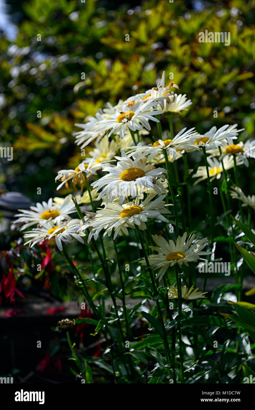 Shasta daisy,Leucanthemum × superbum,white flowers,flower,flowering,perennial,garden,gardens,RM Floral Stock Photo