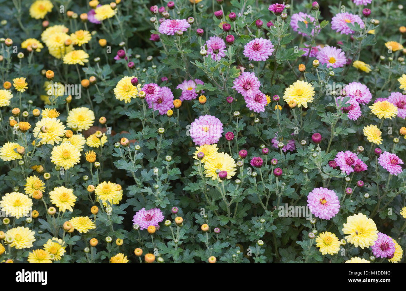 Chrysanthemum 'Nantyderry Sunshine' and Chrysanthemum 'Mei Kyo' flowers. Stock Photo