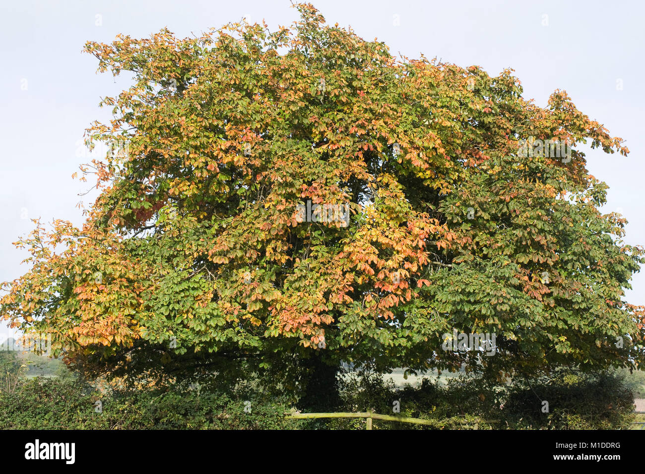 Aesculus hippocastanum. Horse chestnut in the English countryside in Autumn. Stock Photo