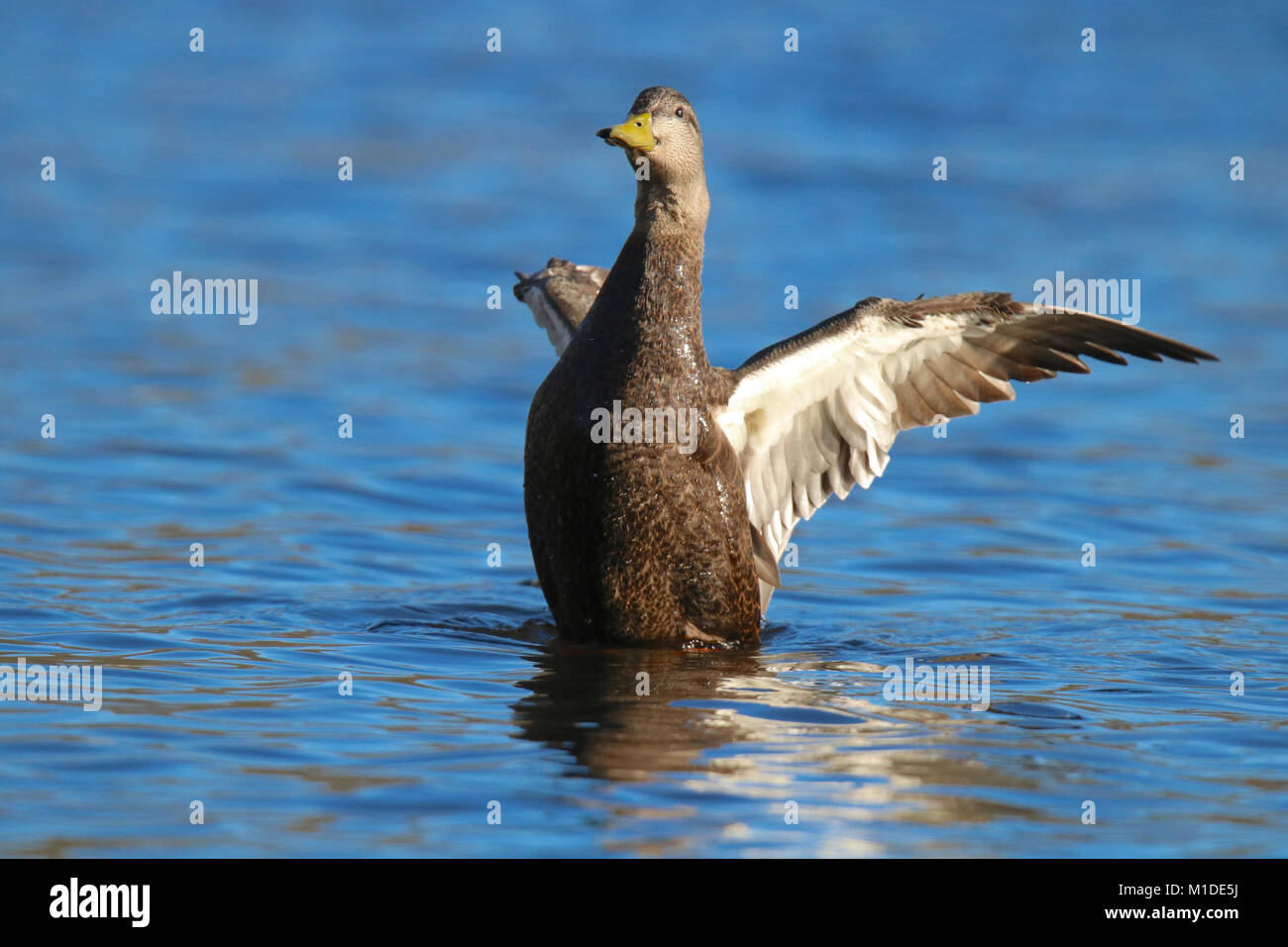 A male American black duck Anas rubripes flapping his wings on a blue lake. Stock Photo