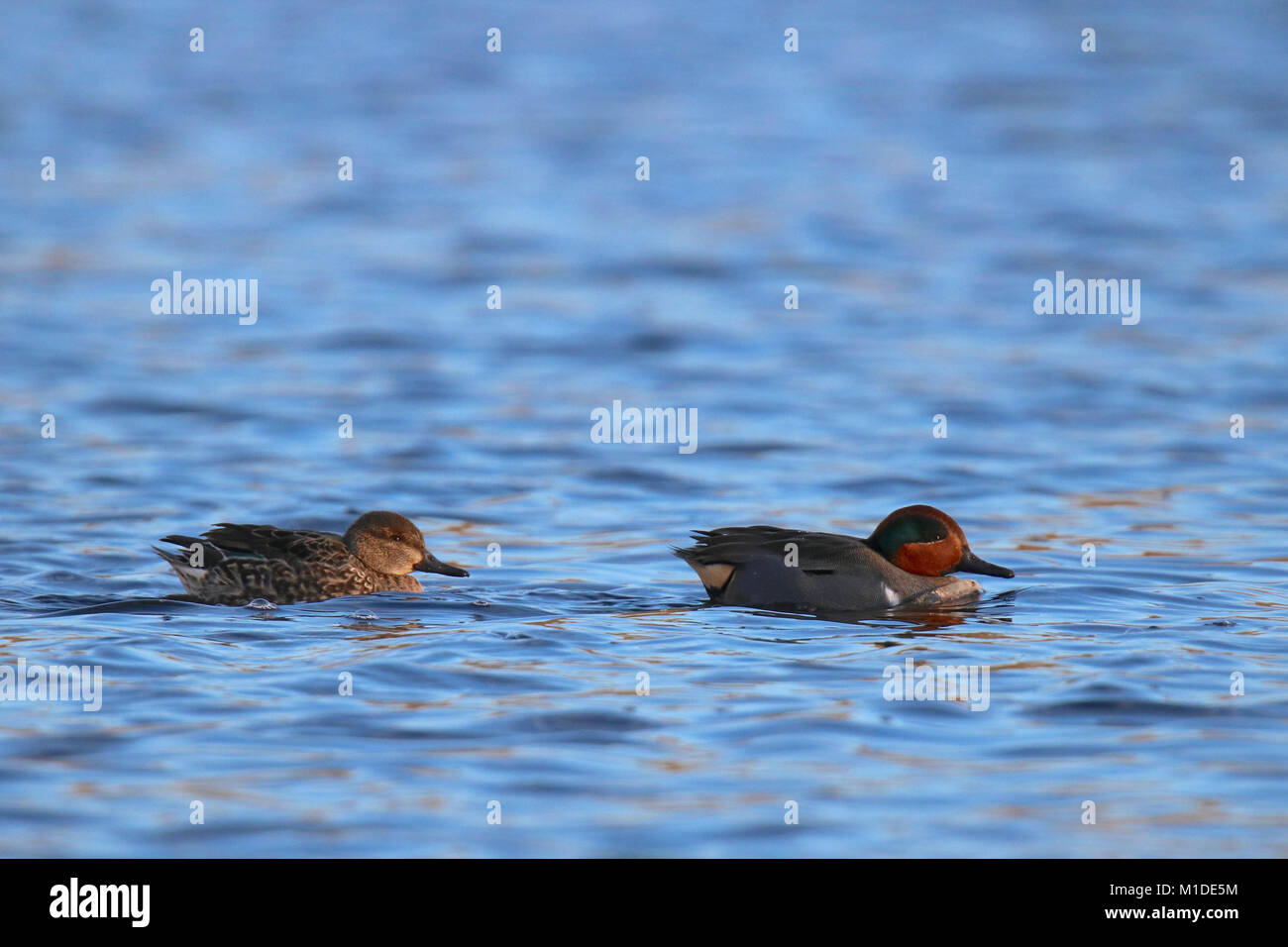 A pair of  green winged teal Anas crecca swimming on blue water. Stock Photo