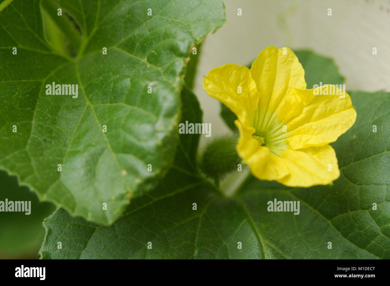 Rockmelon plant hires stock photography and images Alamy