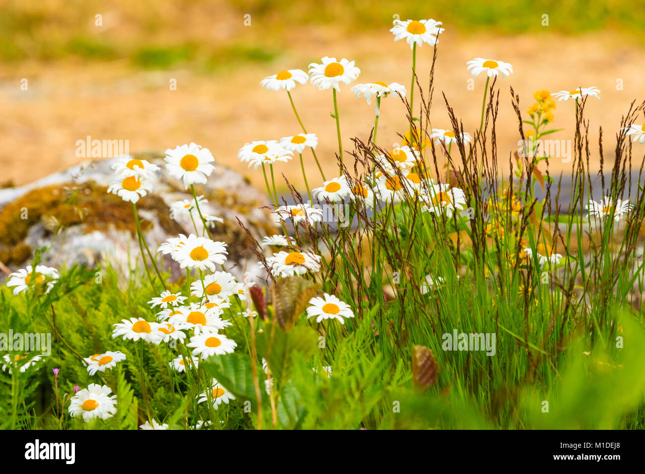 Meadow with white camomile flowers. Spring or summer time Stock Photo ...