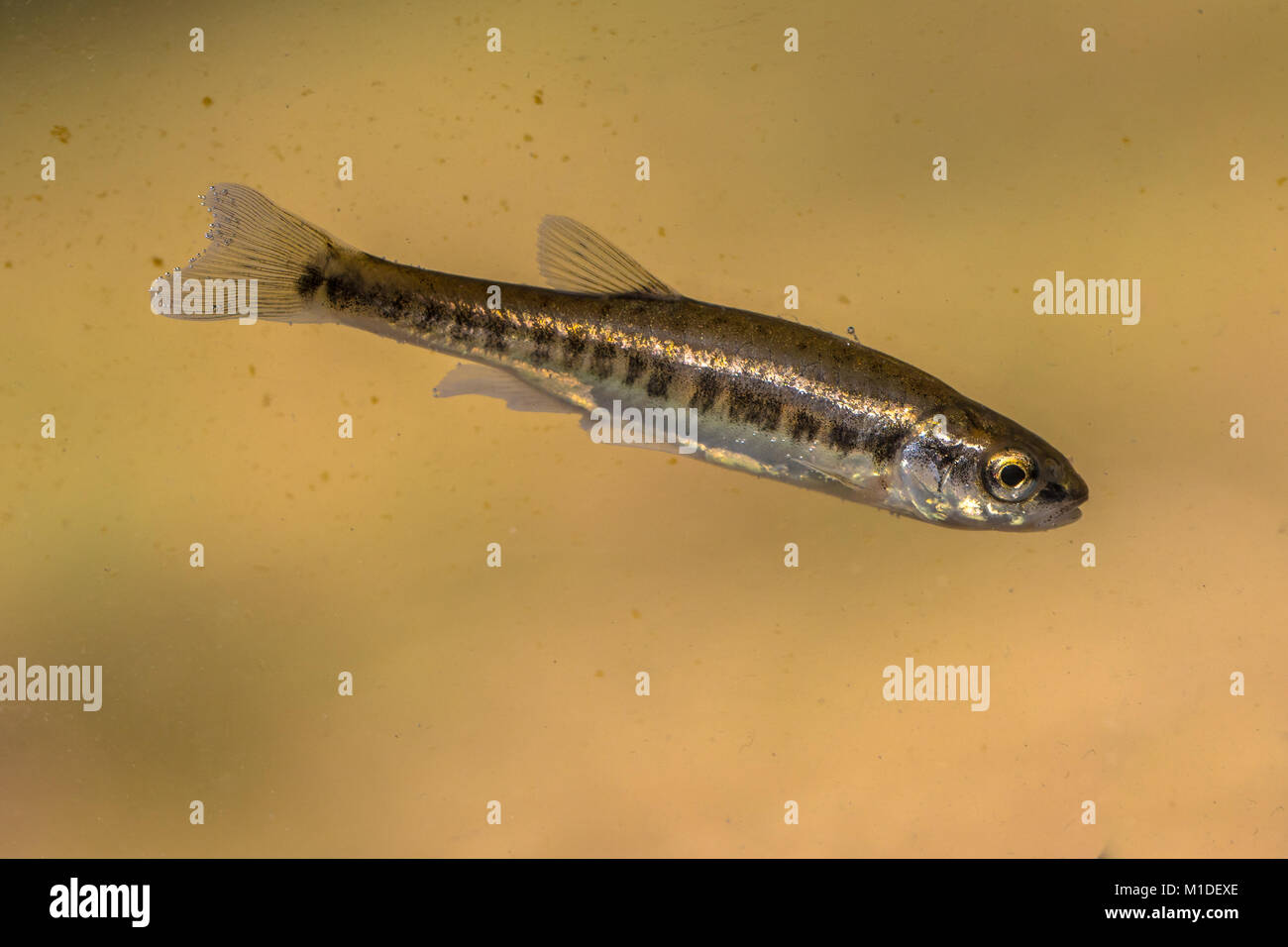 Eurasian minnow (Phoxinus phoxinus) is a small species of freshwater fish in the carp family Cyprinidae. Swimming in in water of river. Stock Photo