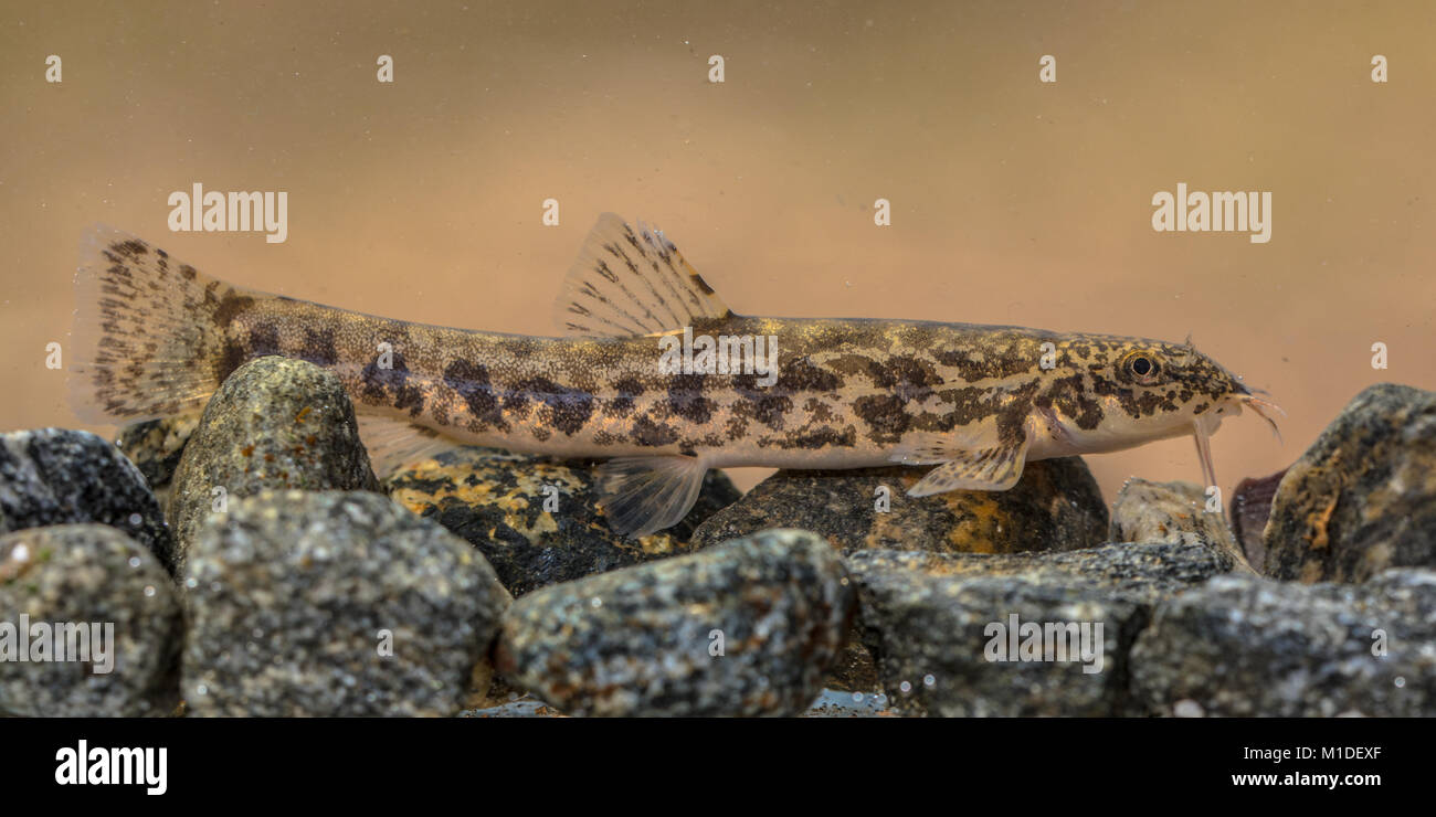 Stone loach (Barbatula barbatula) is a species of fresh water ray-finned fish in the Nemacheilidae family. Fish resting on rocky river bottom. Stock Photo