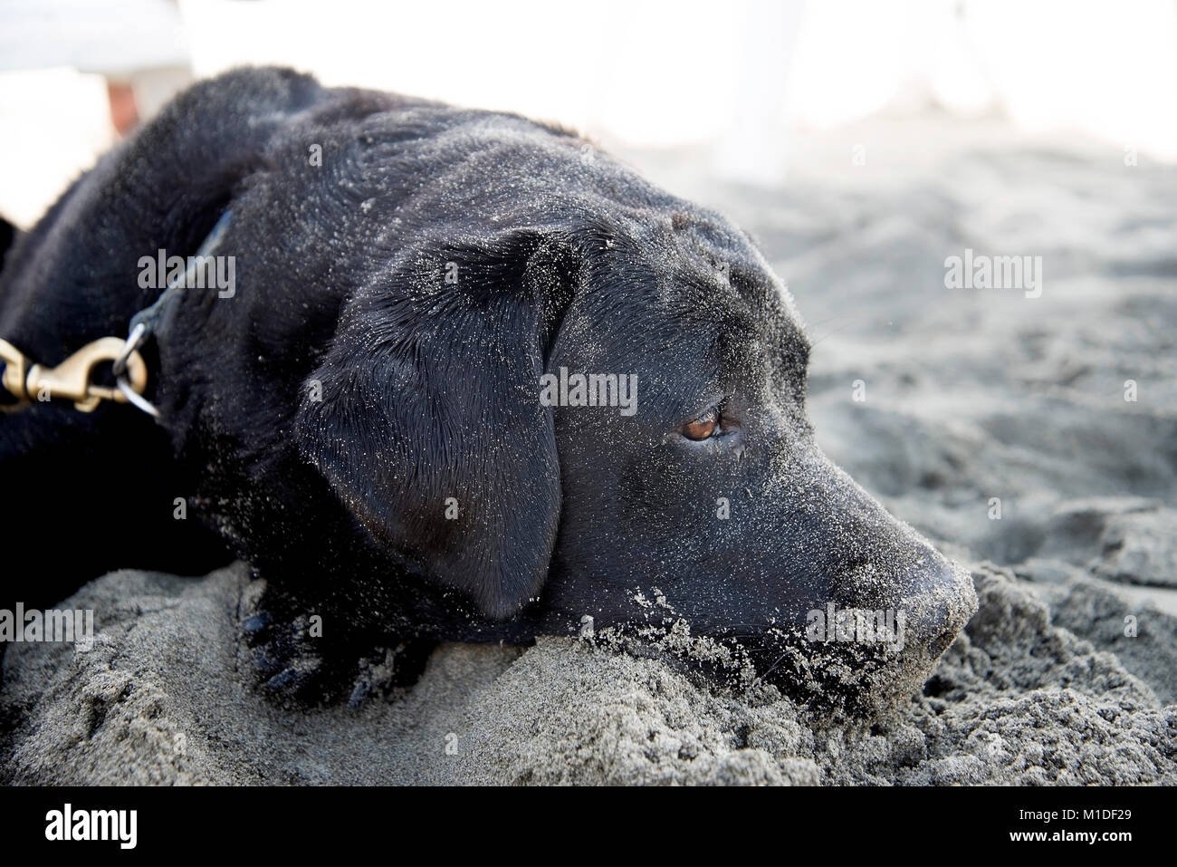 Beautiful black labrador dog rests in the hot sand Stock Photo