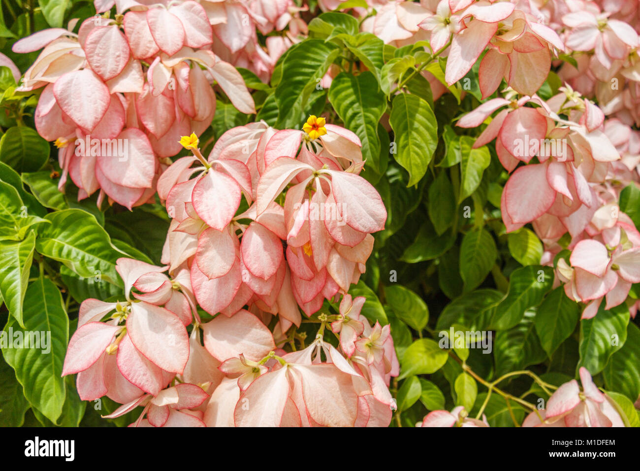 Shrub with pink flowers Mussaenda Philippica Queen Sirikit Stock Photo