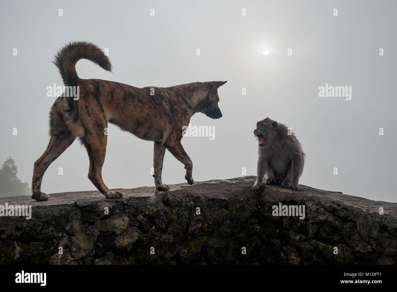 Monkey shouting on dog because she is frightened. Enemies in wild life Stock Photo