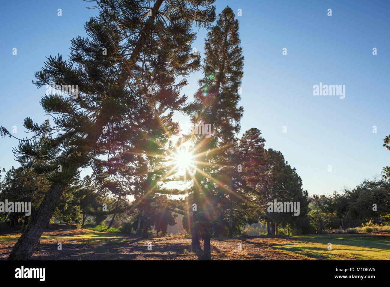 Southern pine tree hires stock photography and images Alamy