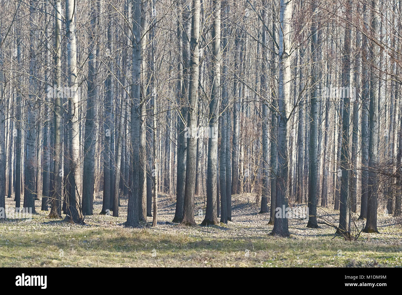 Tree Late Fall Image Trees in a forest Late Autumn Stock Photo - Alamy