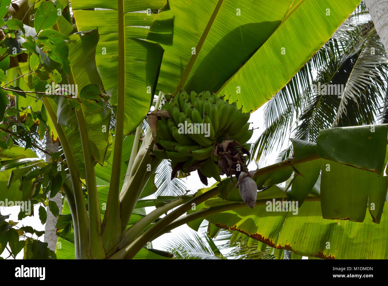 Growing Banana on Banana Tree in Vietnam Stock Photo Alamy
