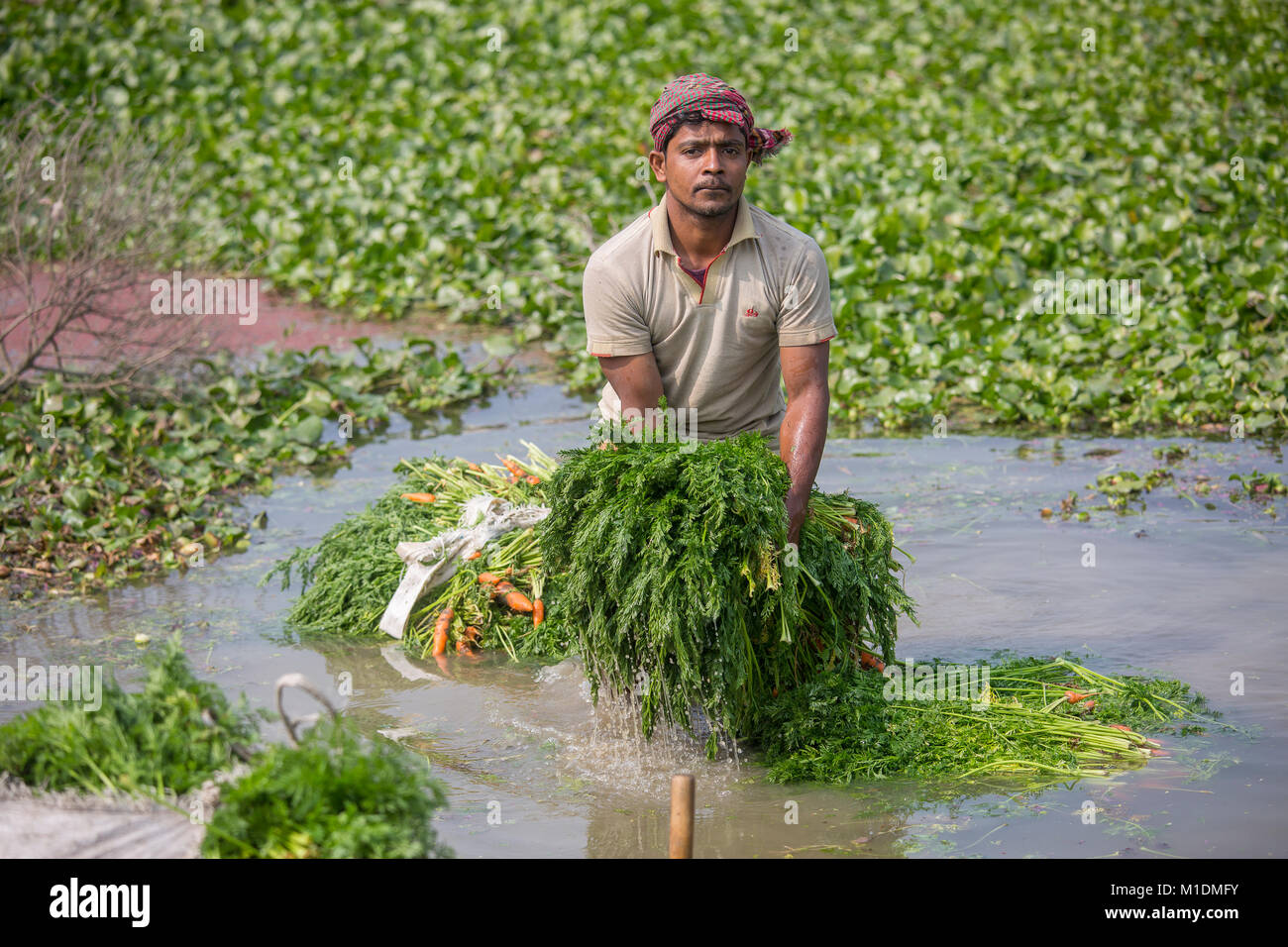 Labor Washing A Bangladeshi labor washing lots of wastage carrots at Savar ...