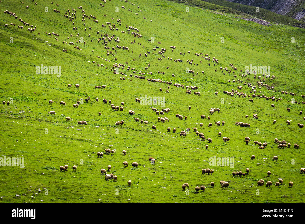 A large herd of sheep graze on the slope of a mountain covered with ...