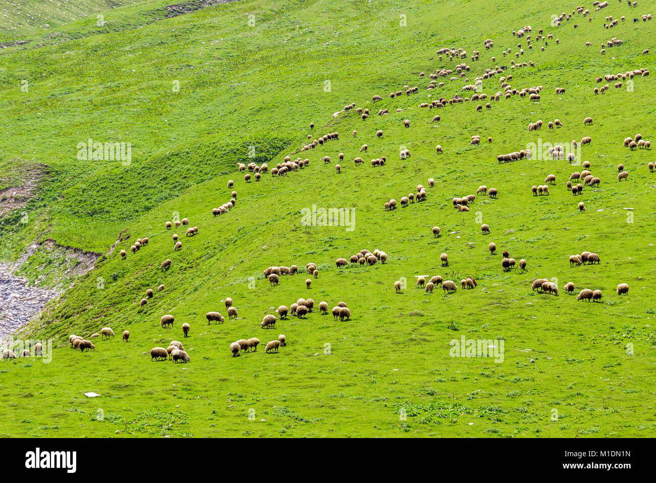 A large herd of sheep graze on the slope of a mountain covered with ...