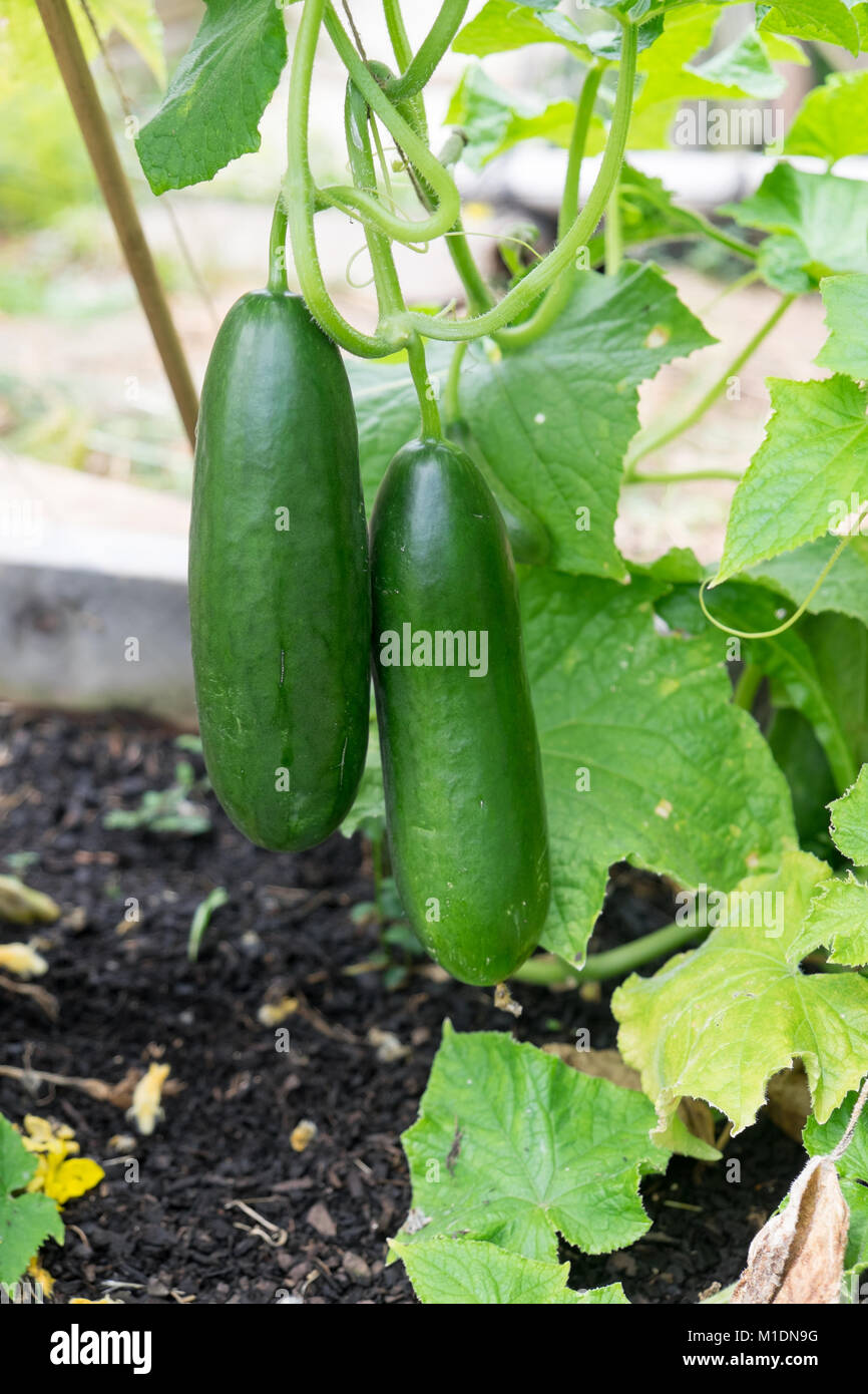Imperfect ripe green cucumbers and leaves growing in garden bed