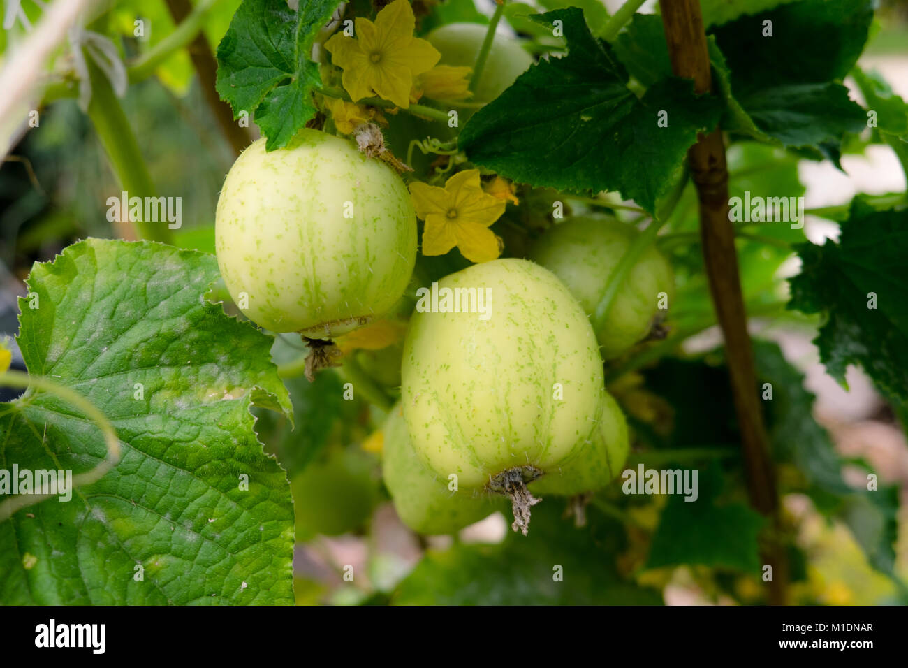 Apple cucumbers growing on plant in garden with yellow flowers and