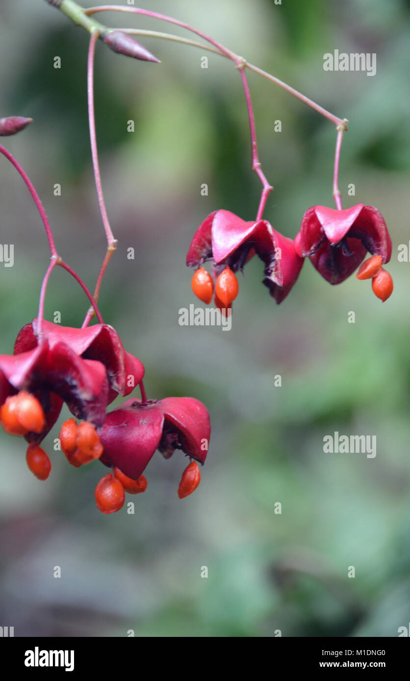 The Seeds/Berries of the Euonymus oxyphyllus Korean/Japanese spindle tree at RHS Garden, Harlow Carr, Harrogate, Yorkshire. UK. Stock Photo