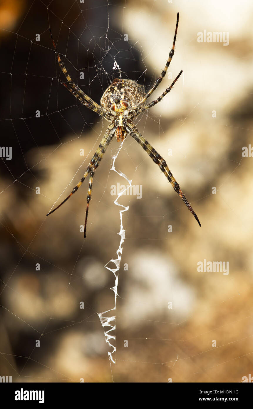 Female Lobed Argiope spider (Argiope lobata) in a ventral view perspective hanging on its web. White zig-zag stabilimenta clearly visible in front of  Stock Photo