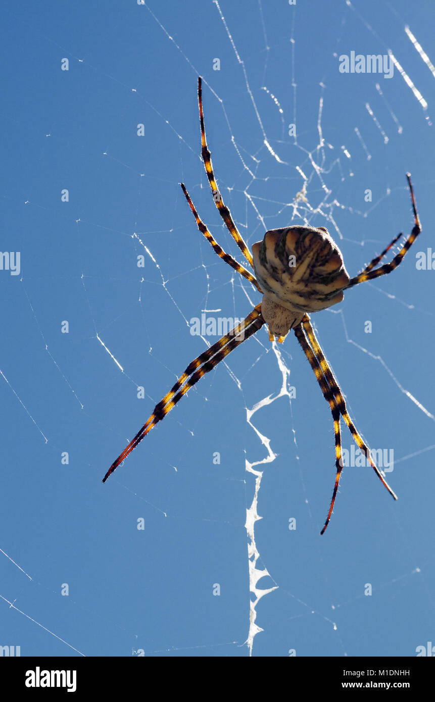 Female Lobed Argiope spider (Argiope lobata) in a dorsal view perspective hanging on its web against a clear bright blue sky. White zig-zag stabilimen Stock Photo