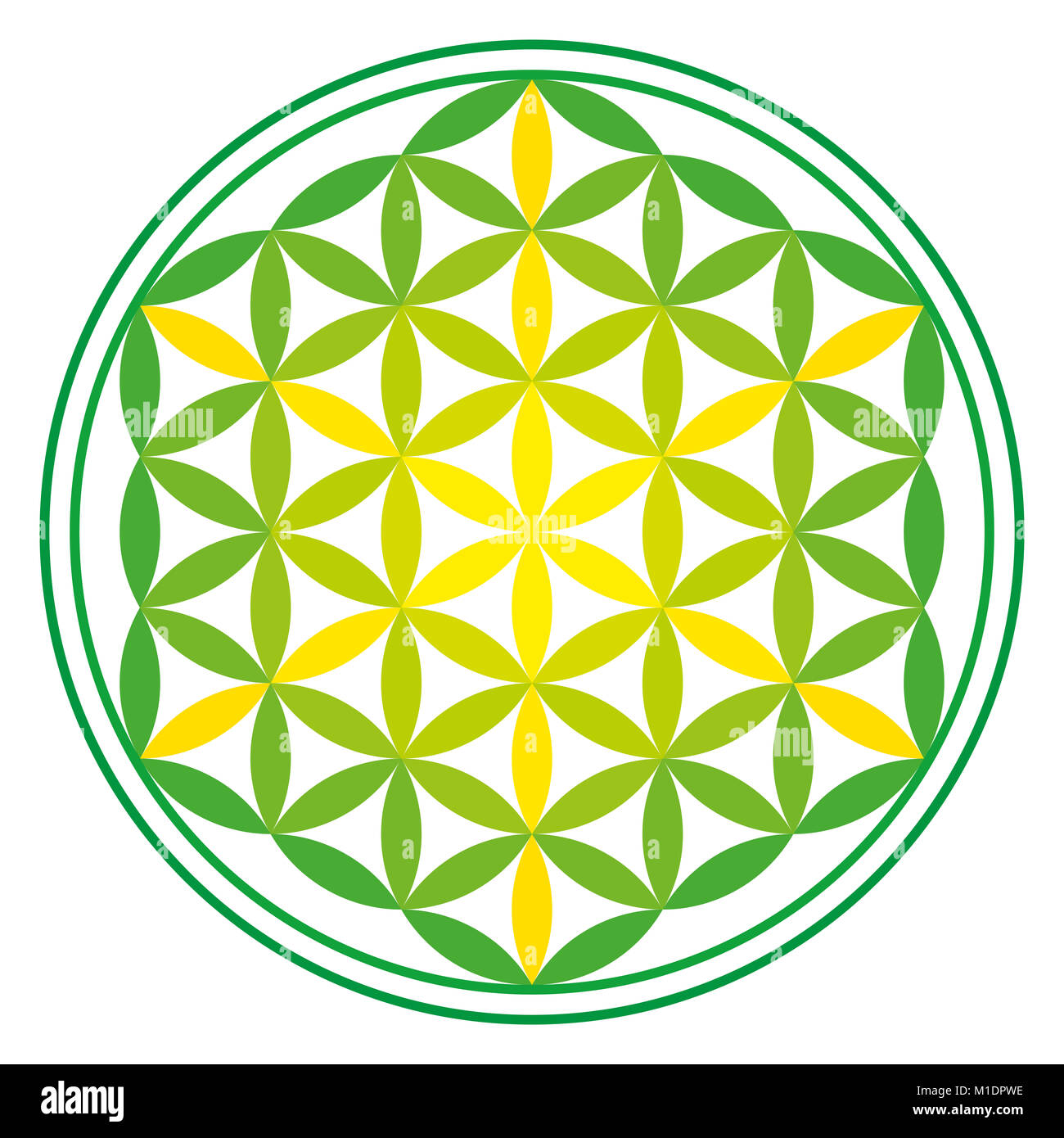 Green Energy Flower of Life over white. Ancient symmetrical symbol, composed of multiple overlapping circles, forming a flower like pattern. Stock Photo
