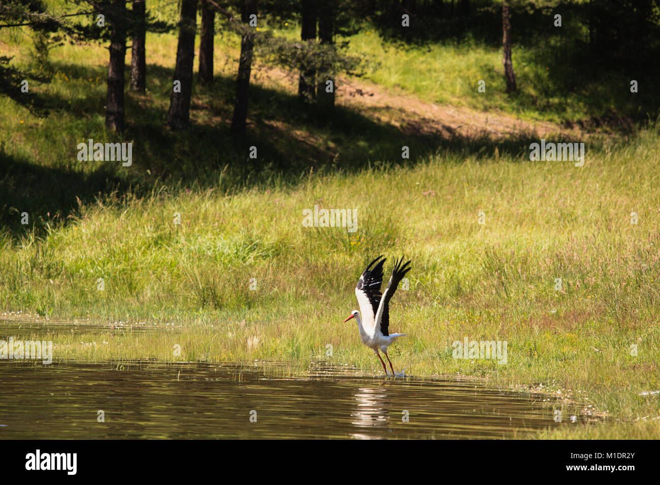 big stork ready to fly near summer lake Stock Photo