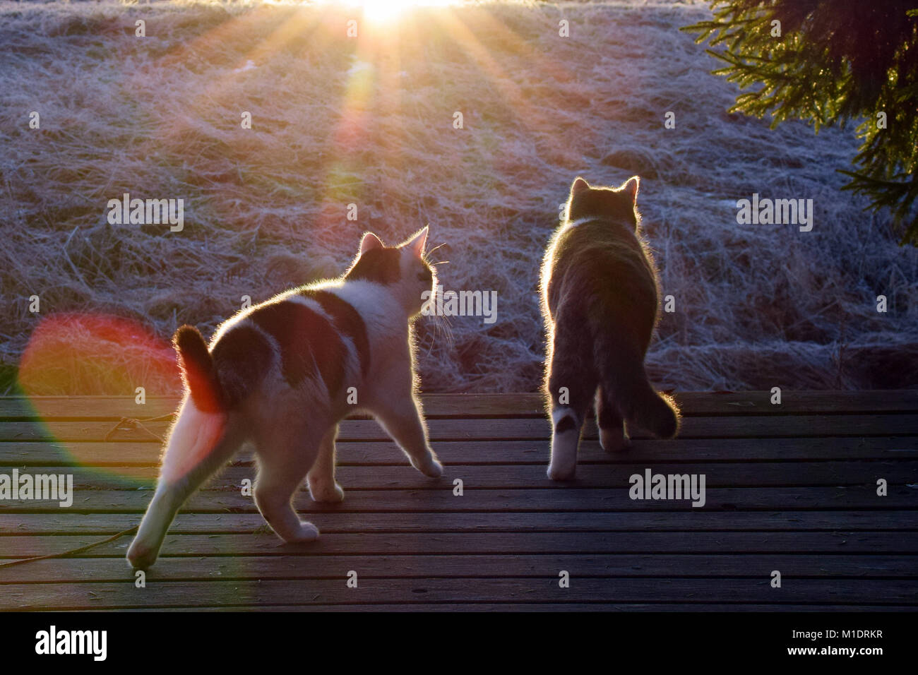 Two cats outdoors looking sunset Stock Photo Alamy