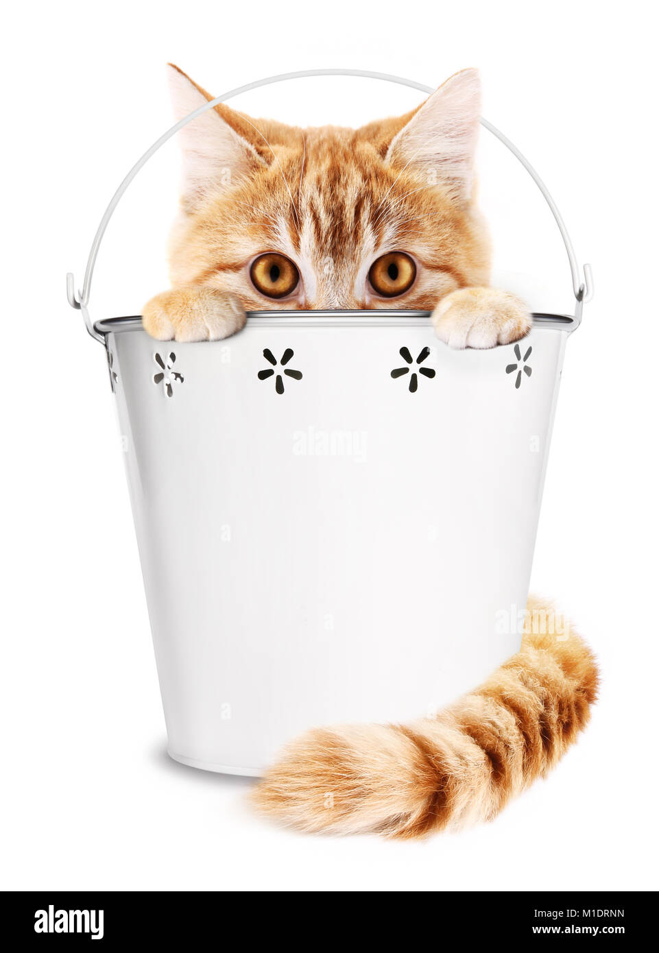 ginger cat with flower buchet isolated on white background, funny animal concept Stock Photo