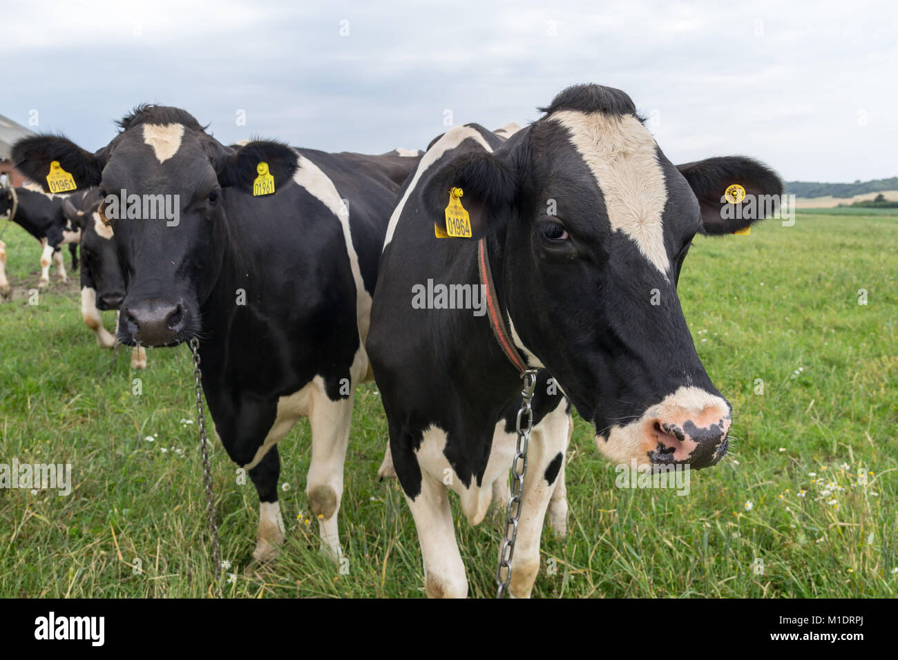 Danish black and white cattle on grass; Fur, Denmark Stock Photo