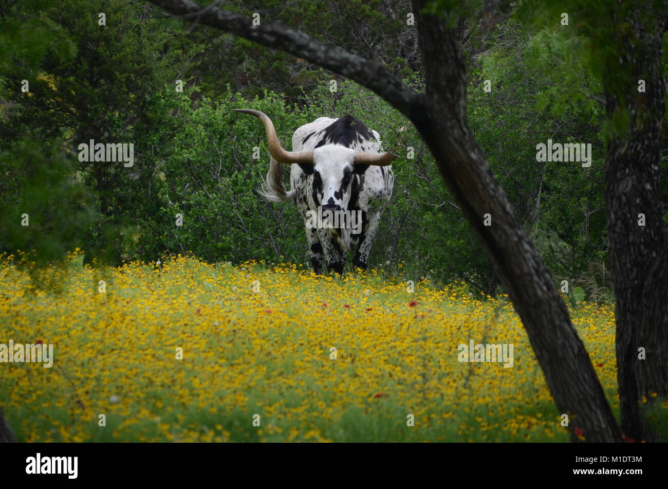 a black and white texan longhorn cow walks through a texas wildflower covered field Stock Photo