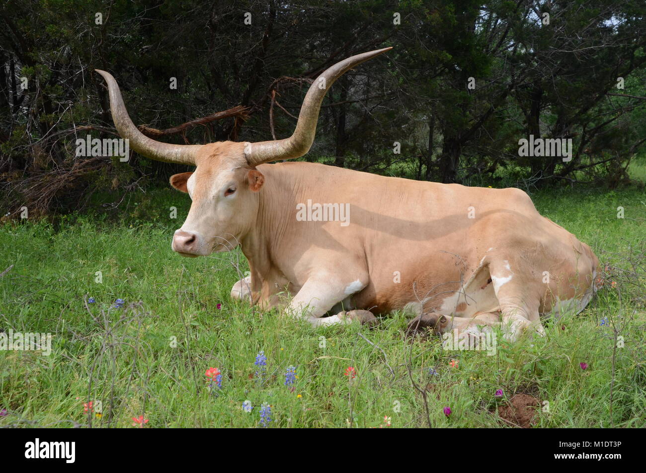 a brown texan longhorn cow lies in a texas wildflower covered field Stock Photo