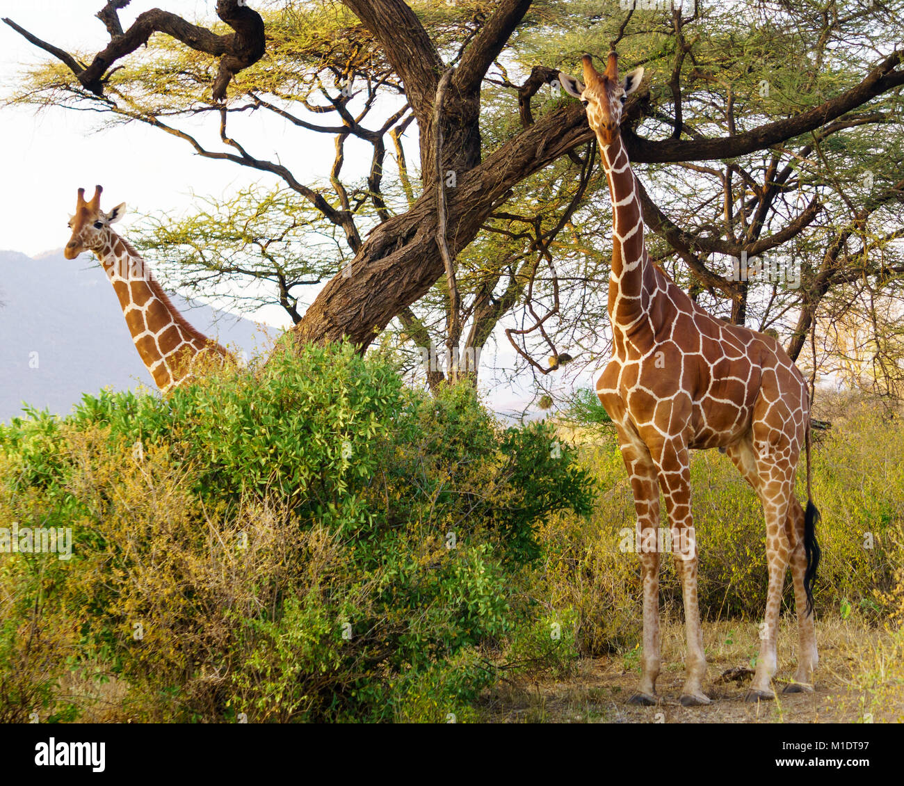 Reticulated giraffes in Samburu or Buffalo Springs National Reserve Stock Photo