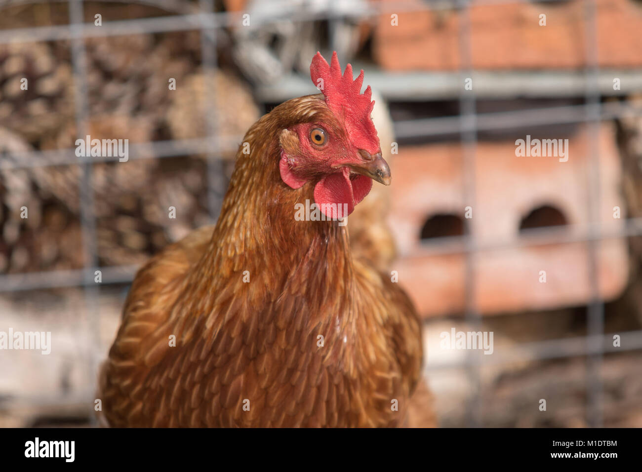 A chicken/Cockerel Posing for a photo (free range) and very healthy Stock Photo