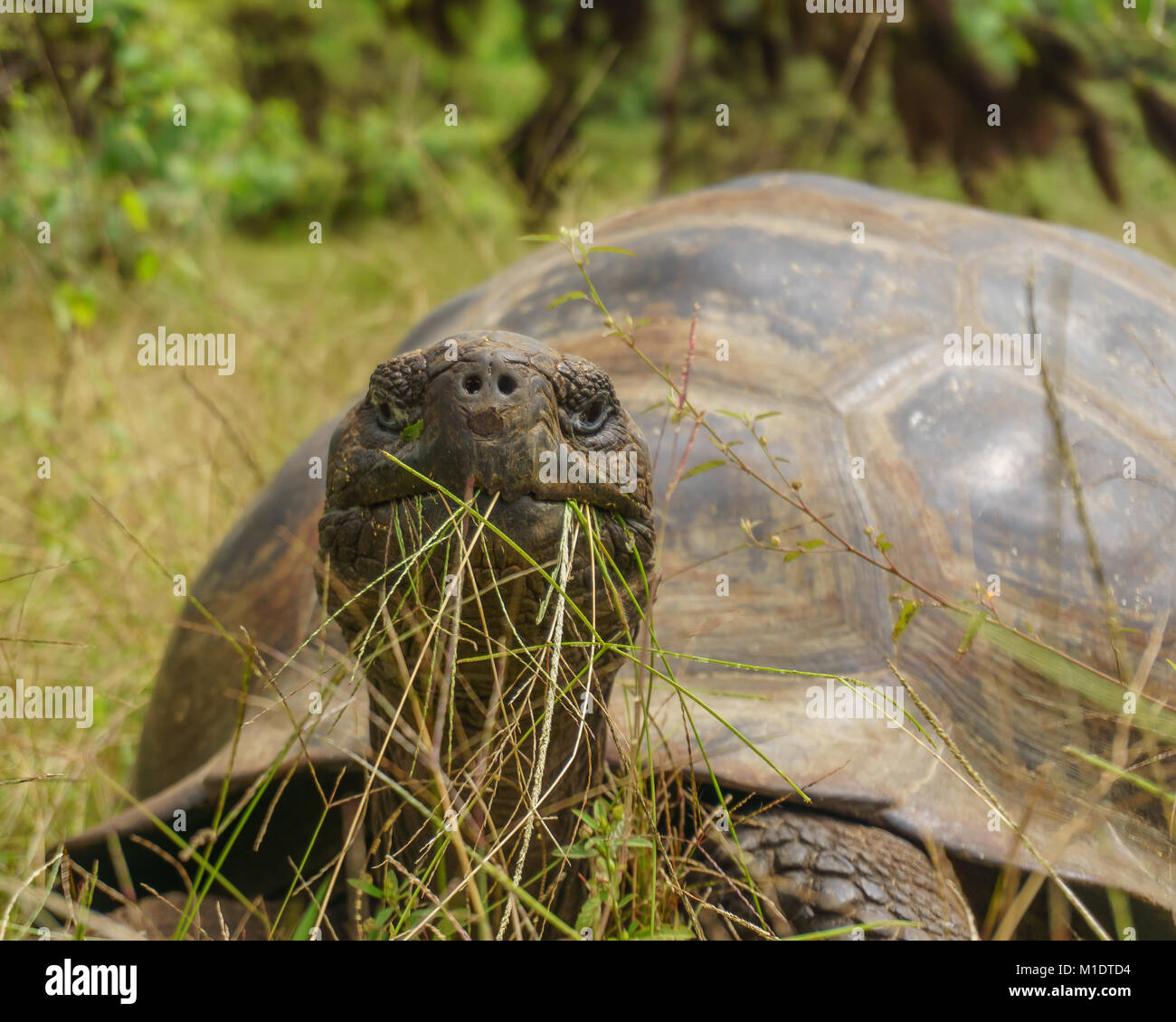 Giant tortoise male foraging on Alcedo Volcano, Isabela island, Galapagos Stock Photo