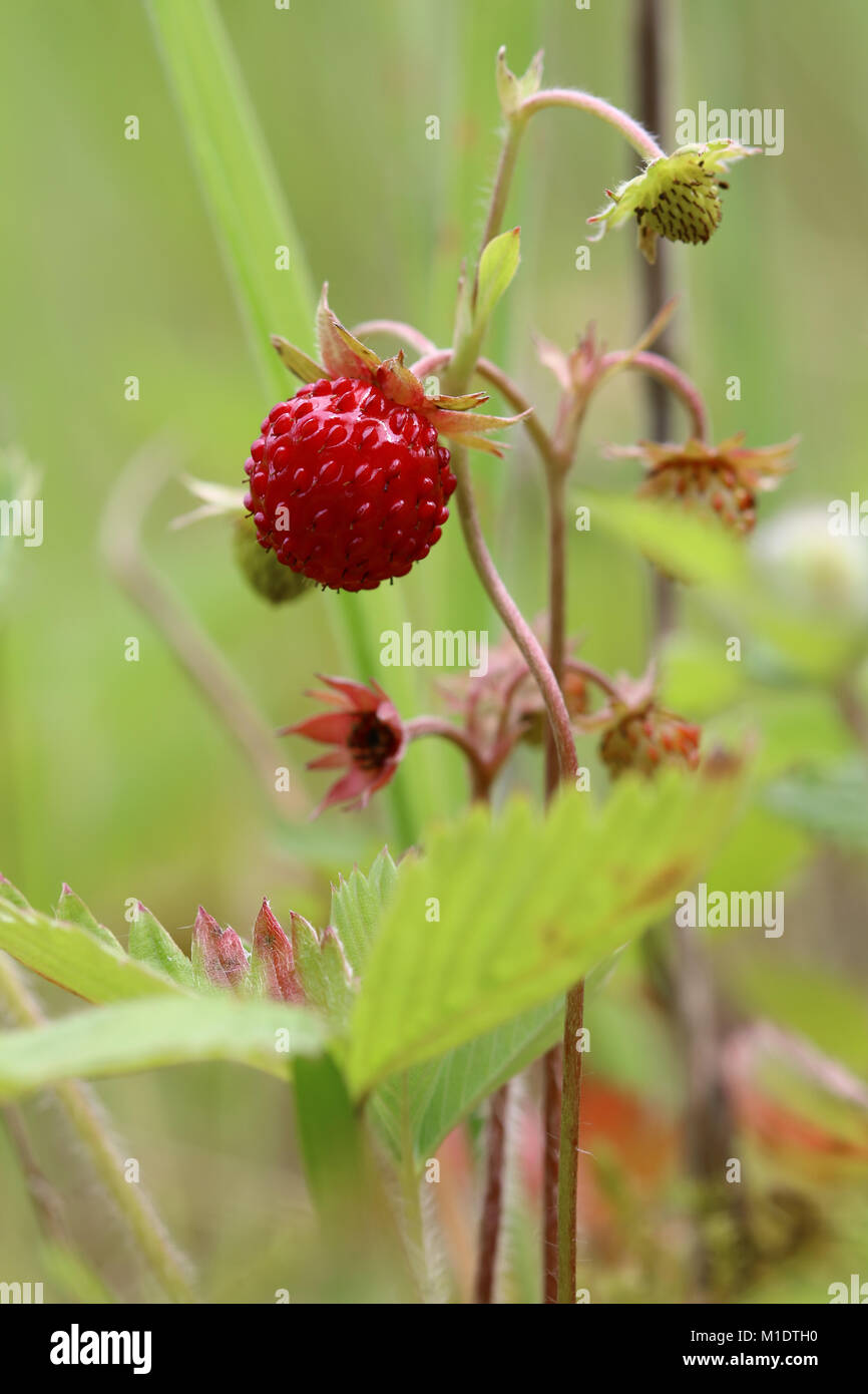 Detail of the wild strawberries Stock Photo - Alamy