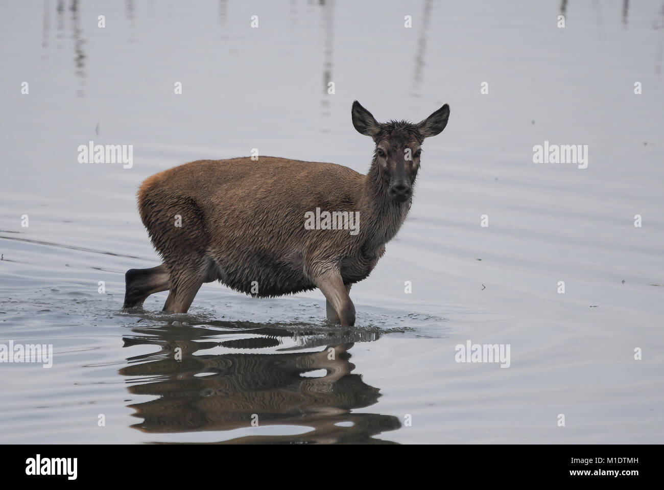 closeup of deer among reeds Stock Photo