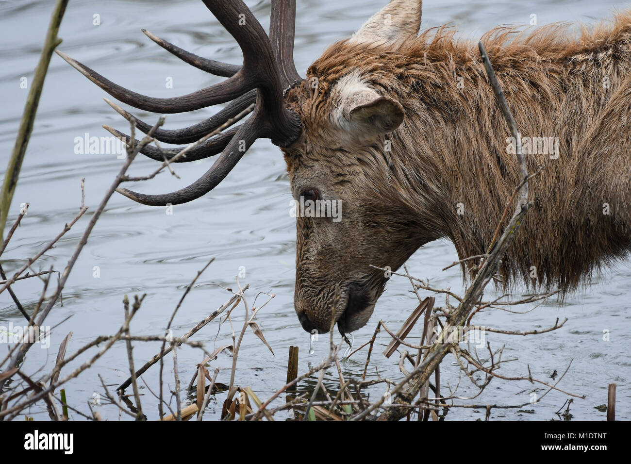 closeup of deer among reeds Stock Photo