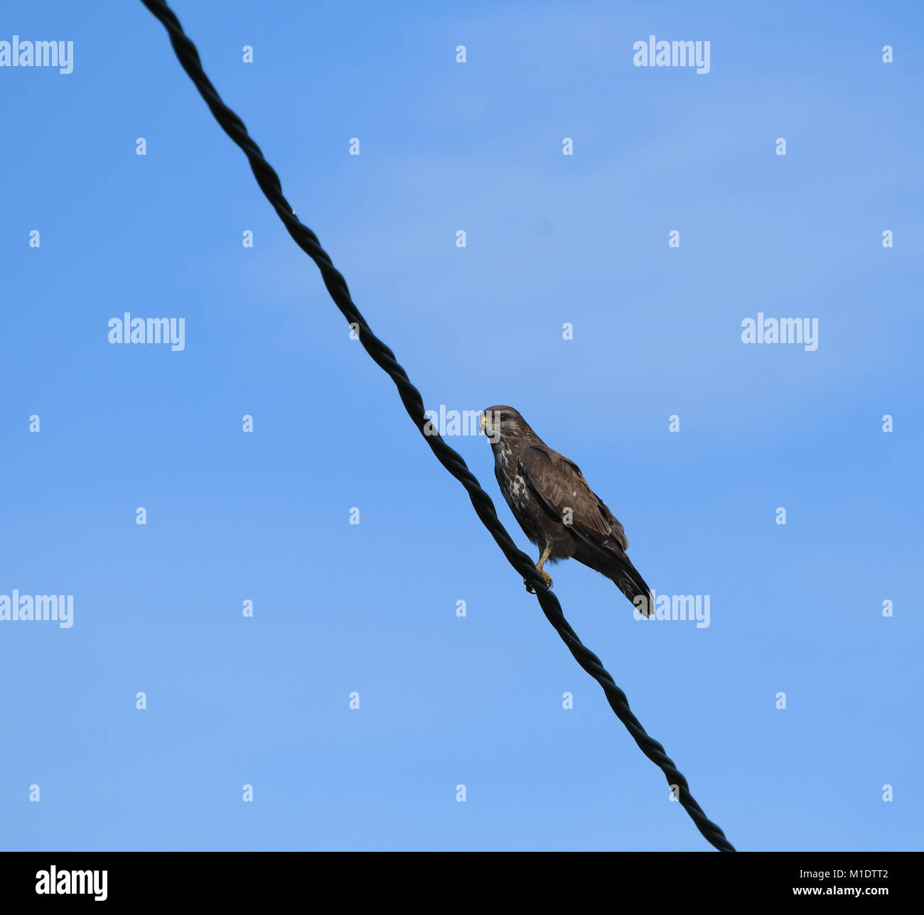 common buzzard perched on a wire Stock Photo