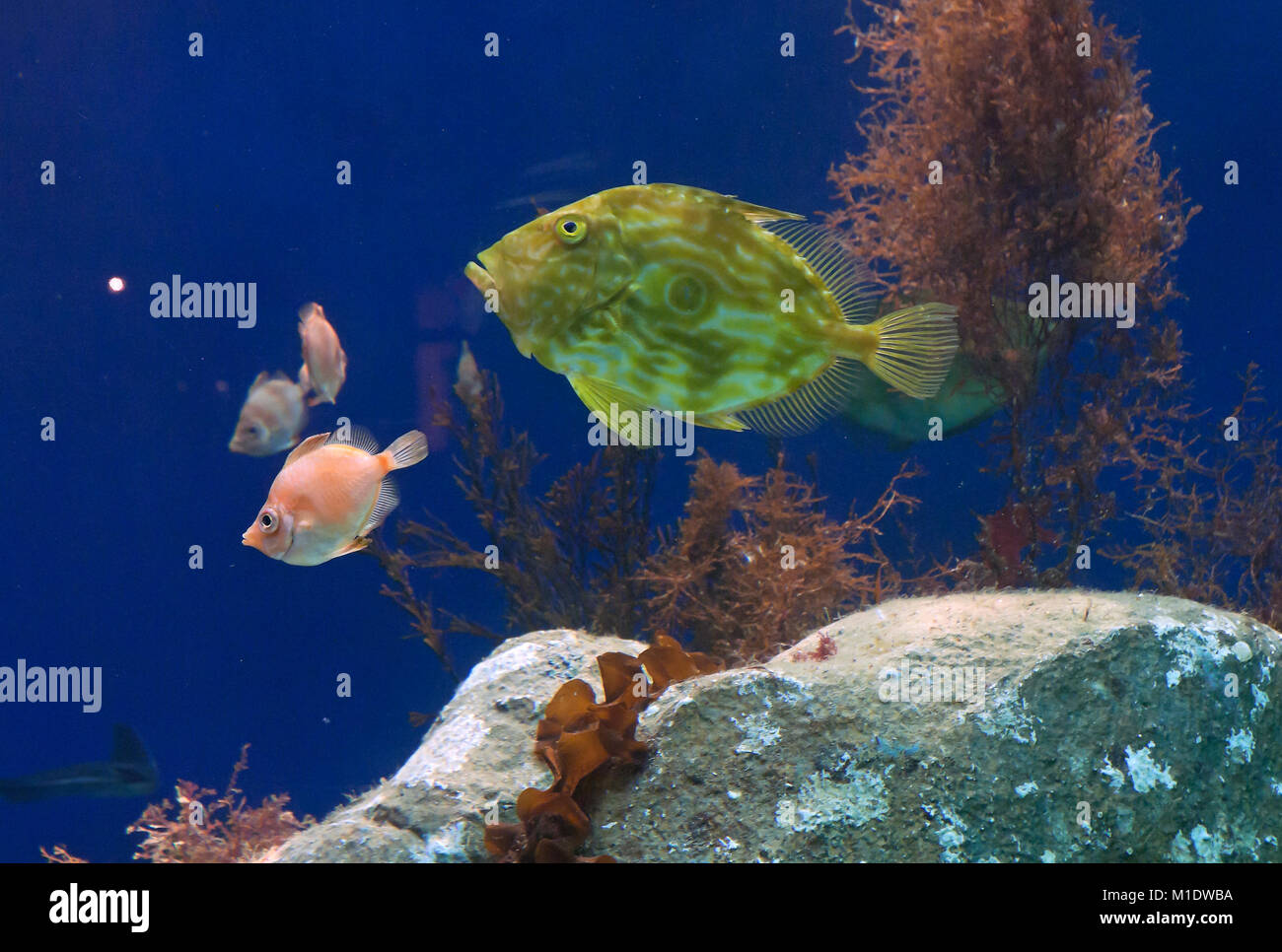 Fishes, Aquarium Finisterrae, La Coruña, Region of Galicia, Spain, Europe Stock Photo