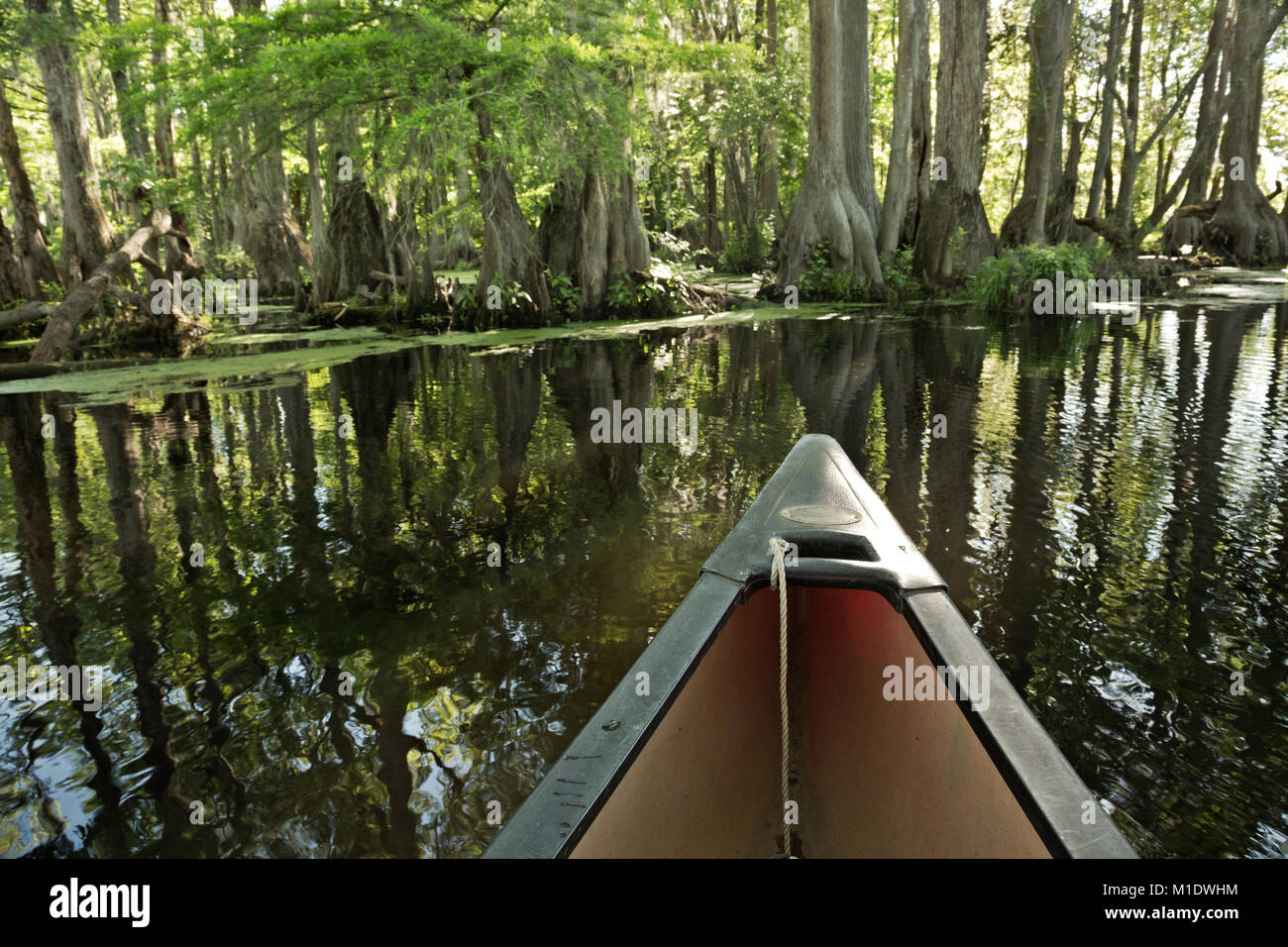 NC01493-00...NORTH CAROLINA - A canoe traveling through the cypress swamp in Merchant Millpond; Merchant Millpond State Park. Stock Photo