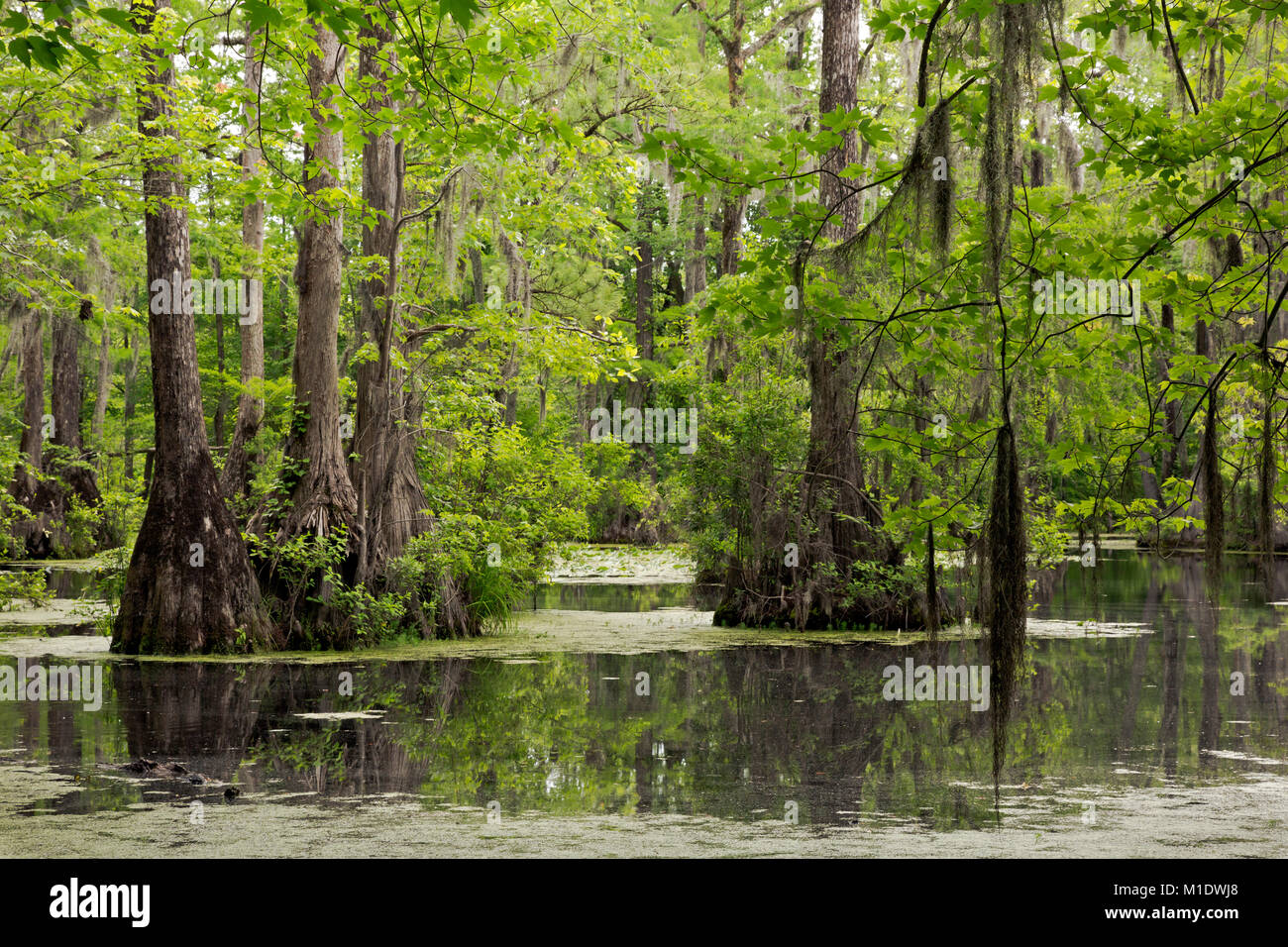 NC01495-00...NORTH CAROLINA - Moss hanging from the trees in the cypress swamp at Merchant Millpond State Park. Stock Photo