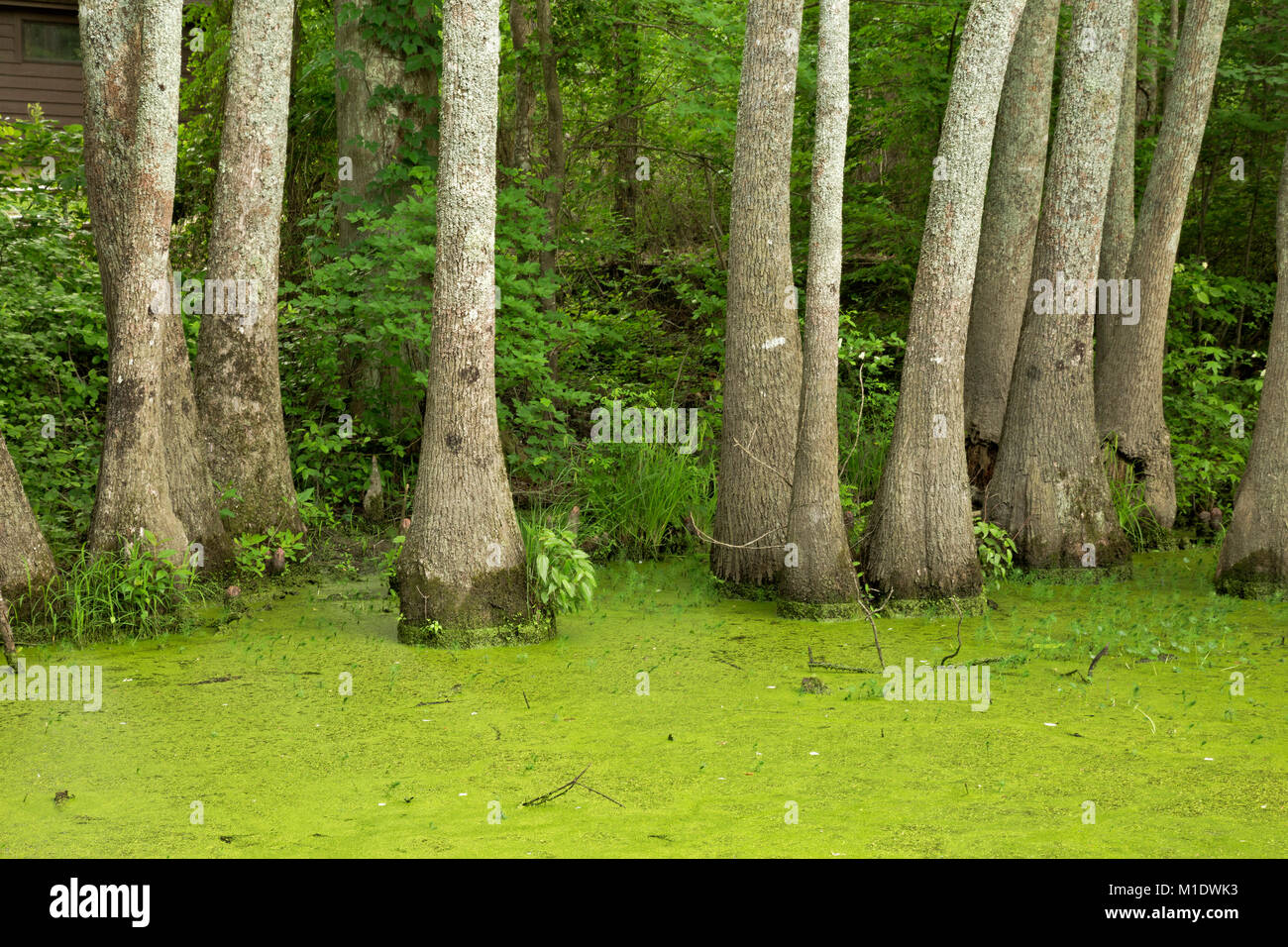 NC01499-00...NORTH CAROLINA - Bald cypress trees, with knees, and tupelo gum trees surrounded by a mat of duckweed in Merchant Millpond State Park. Stock Photo