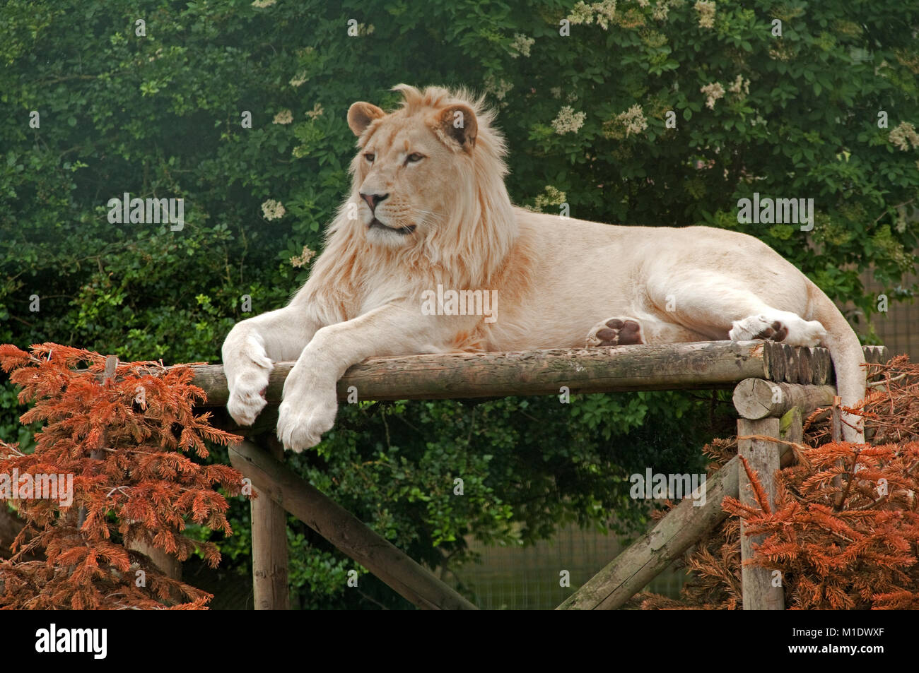 Lion laying white hi-res stock photography and images - Alamy