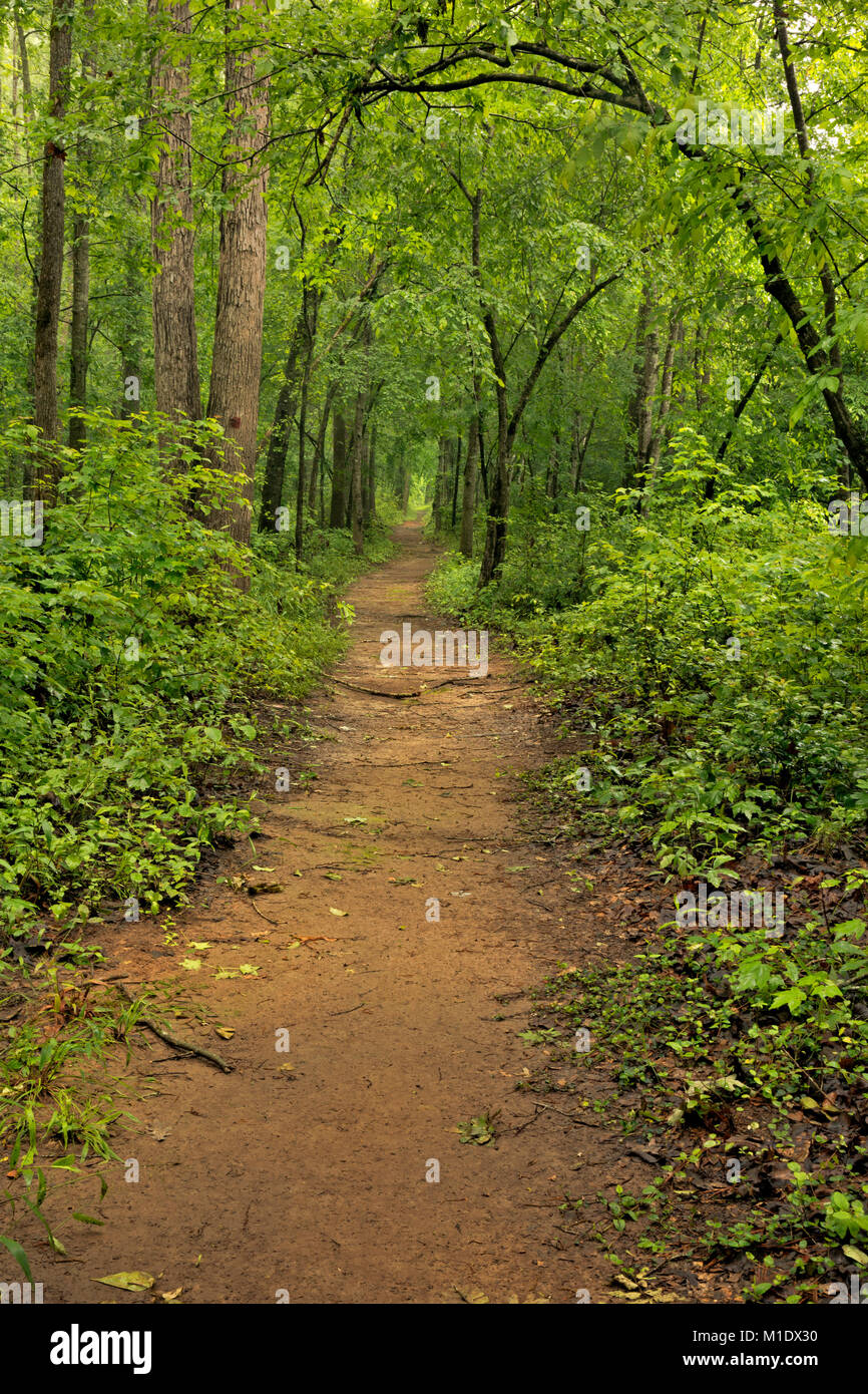 NC01718-00...NORTH CAROLINA - The Bluff Loop Trail tunneling through the forest at Medoc Mountain State Park. Stock Photo