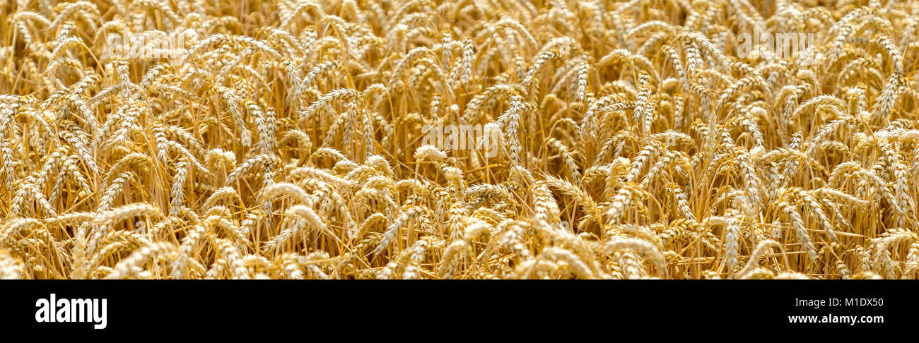 Wheat field before harvest Stock Photo - Alamy
