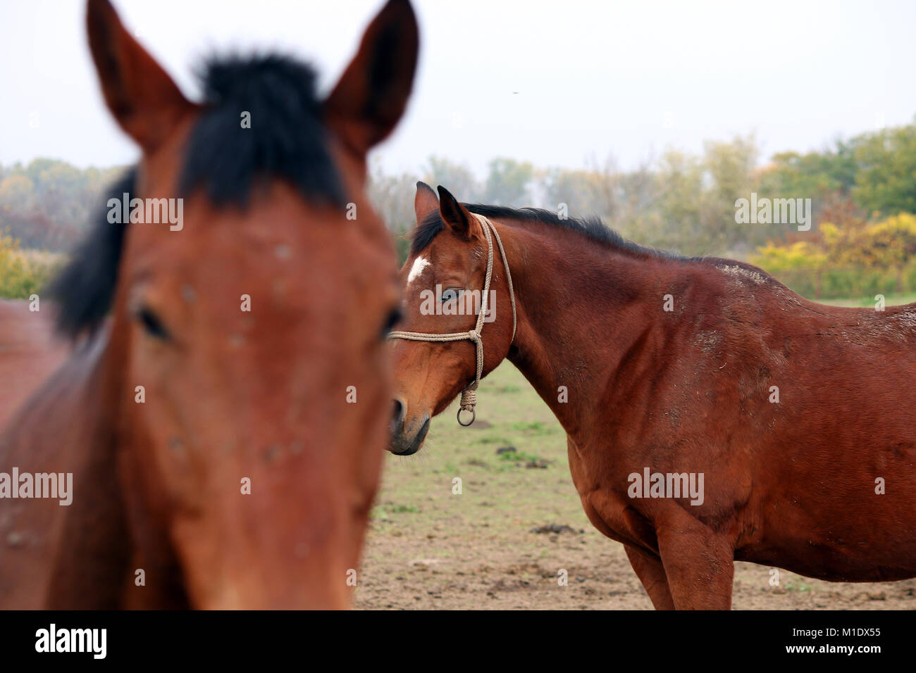 two horses portrait close up Stock Photo