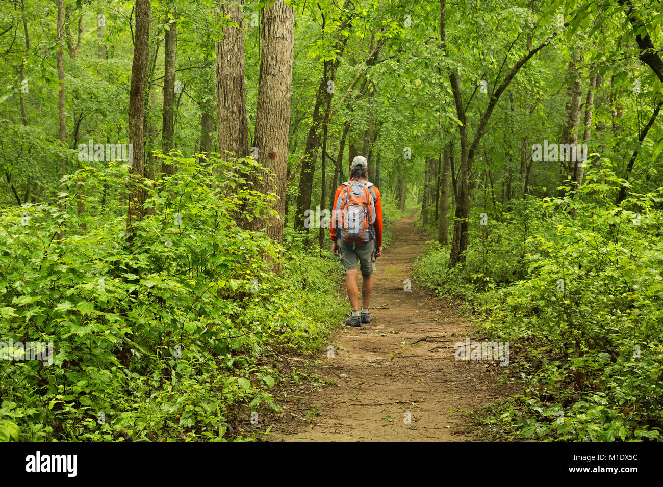 NC01720-00...NORTH CAROLINA - Hiker following the Bluff Loop Trail as it tunnels through the forest at Medoc Mountain State Park. Stock Photo