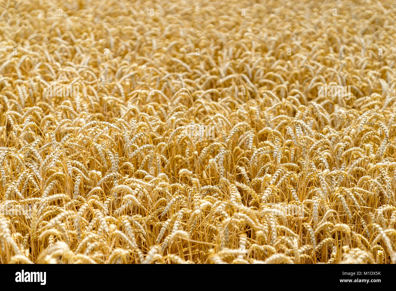 Wheat field before harvest Stock Photo - Alamy